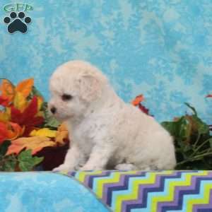 Pecan, Bich-Poo Puppy